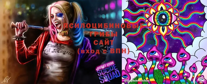 Галлюциногенные грибы Psilocybine cubensis  Южноуральск 